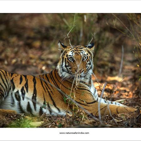 Tiger'S Den Resort Bandhavgarh National Park Exterior foto