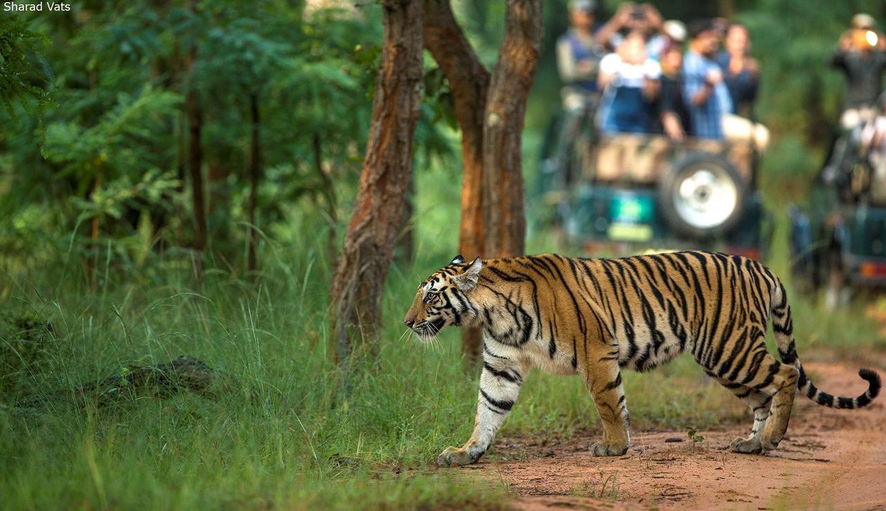 Tiger'S Den Resort Bandhavgarh National Park Exterior foto
