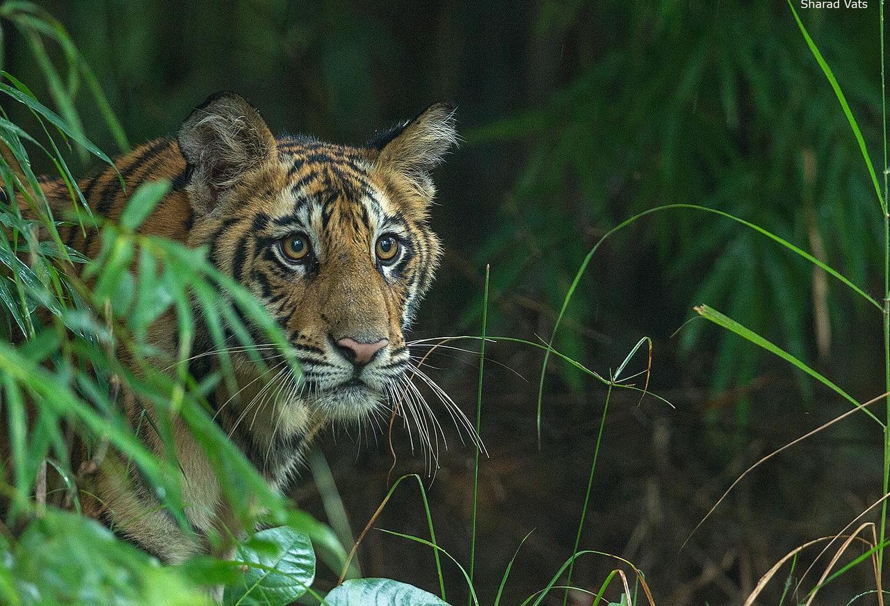 Tiger'S Den Resort Bandhavgarh National Park Exterior foto